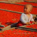 Das größte wilde chinesische wolfberry Top Goji Beeren-organisches zugelassenes grünes Lebensmittel